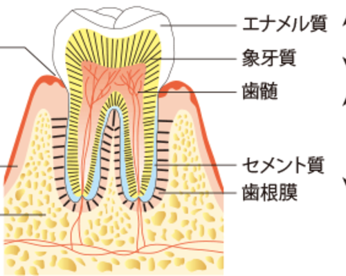 歯の構造_im01