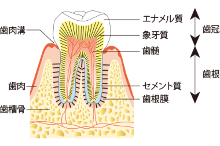 歯の構造_im01