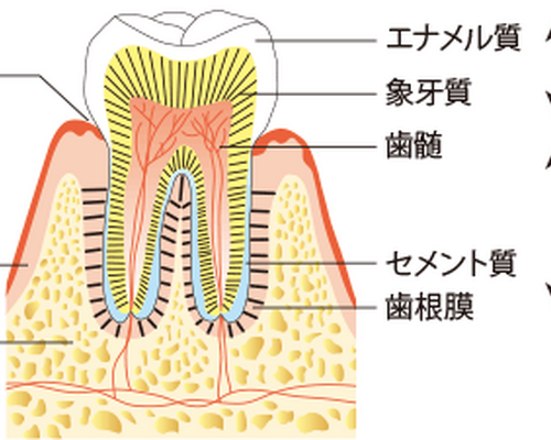 歯の構造_im01
