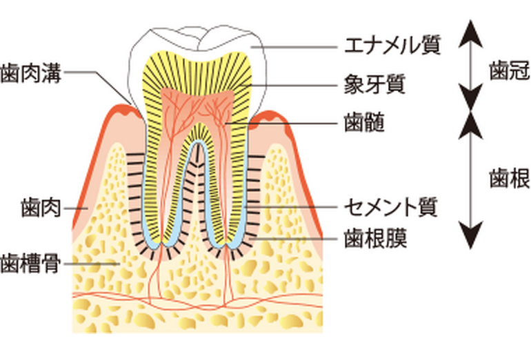 歯の構造_im01